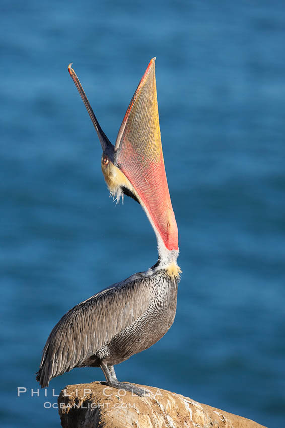 California brown pelican, head throw to stretch out its throat, winter mating plumage. La Jolla, USA, Pelecanus occidentalis, Pelecanus occidentalis californicus, natural history stock photograph, photo id 18521