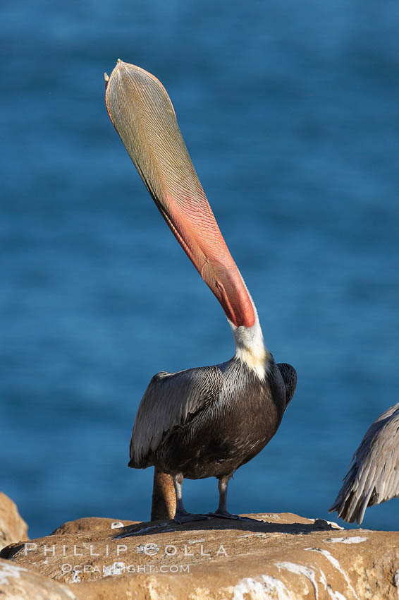 California brown pelican, head throw to stretch out its throat, winter mating plumage. La Jolla, USA, Pelecanus occidentalis, Pelecanus occidentalis californicus, natural history stock photograph, photo id 18529