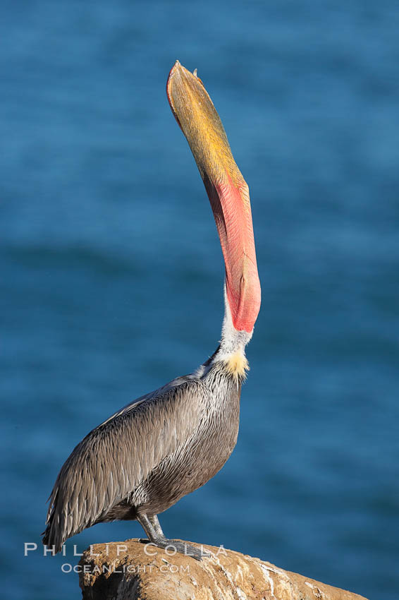 California brown pelican, head throw to stretch out its throat, winter mating plumage. La Jolla, USA, Pelecanus occidentalis, Pelecanus occidentalis californicus, natural history stock photograph, photo id 18537