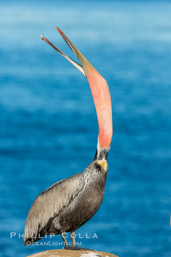 Brown pelican head throw. During a bill throw, the pelican arches its neck back, lifting its large bill upward and stretching its throat pouch. La Jolla, California, USA, Pelecanus occidentalis, Pelecanus occidentalis californicus, natural history stock photograph, photo id 30321