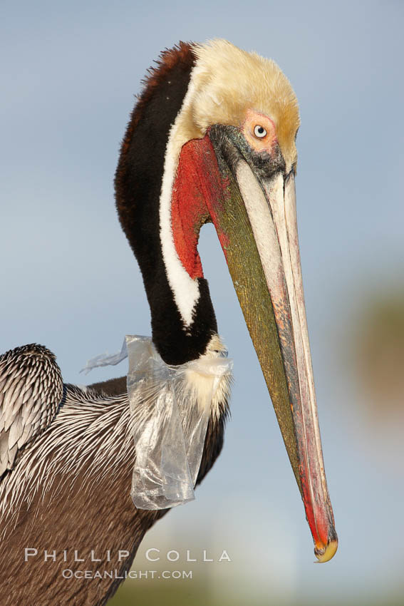 A California brown pelican entangled in a plastic bag which is wrapped around its neck. This unfortunate pelican probably became entangled in the bag by mistaking the floating plastic for food and diving on it, spearing it in such a way that the bag has lodged around the pelican's neck. Plastic bags kill and injure untold numbers of marine animals each year, Pelecanus occidentalis, Pelecanus occidentalis californicus, La Jolla