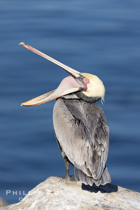 Brown pelican glottis exposure. This pelican is inverting its throat and stretching it over its neck and chest in an effort to stretch and rearrange tissues of the mouth and throat. La Jolla, California, USA, Pelecanus occidentalis, Pelecanus occidentalis californicus, natural history stock photograph, photo id 38858