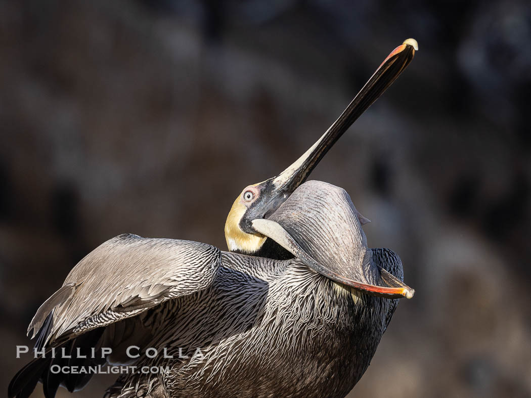 Brown pelican glottis exposure. This pelican is inverting its throat and stretching it over its neck and chest in an effort to stretch and rearrange tissues of the mouth and throat. La Jolla, California, USA, Pelecanus occidentalis, Pelecanus occidentalis californicus, natural history stock photograph, photo id 38856