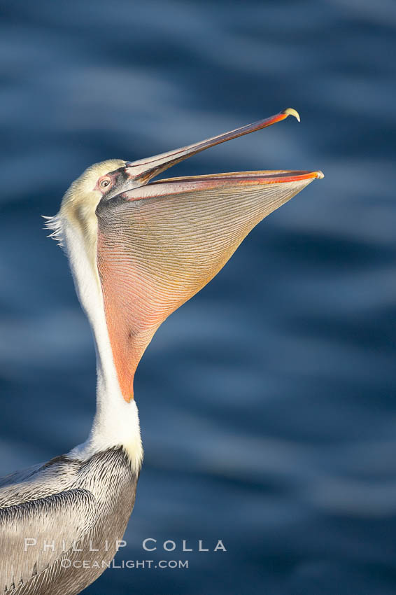 Brown pelican peforming a head throw, in which it raises its long beak toward the sky and stretches its long neck. La Jolla, California, USA, Pelecanus occidentalis, Pelecanus occidentalis californicus, natural history stock photograph, photo id 19942