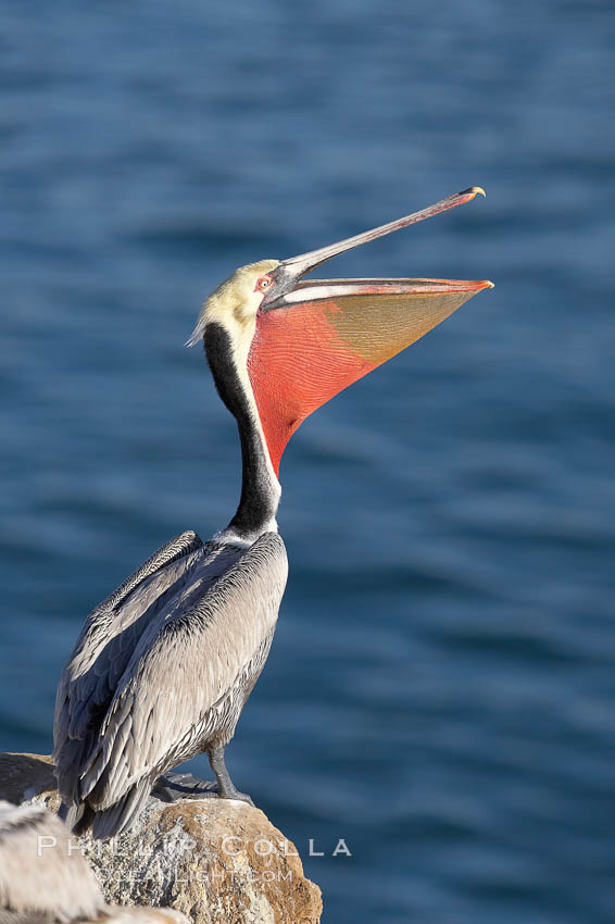 Brown pelican head throw, winter plumage, showing bright red gular pouch and dark brown hindneck plumage of breeding adults.  During a bill throw, the pelican arches its neck back, lifting its large bill upward and stretching its throat pouch. La Jolla, California, USA, Pelecanus occidentalis, Pelecanus occidentalis californicus, natural history stock photograph, photo id 20202