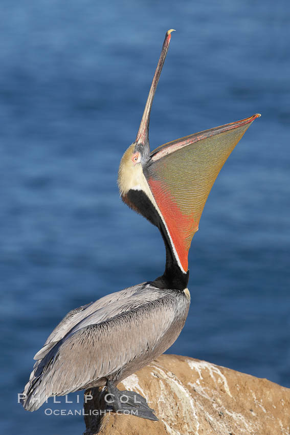 Brown pelican head throw.  During a bill throw, the pelican arches its neck back, lifting its large bill upward and stretching its throat pouch. La Jolla, California, USA, Pelecanus occidentalis, Pelecanus occidentalis californicus, natural history stock photograph, photo id 20258