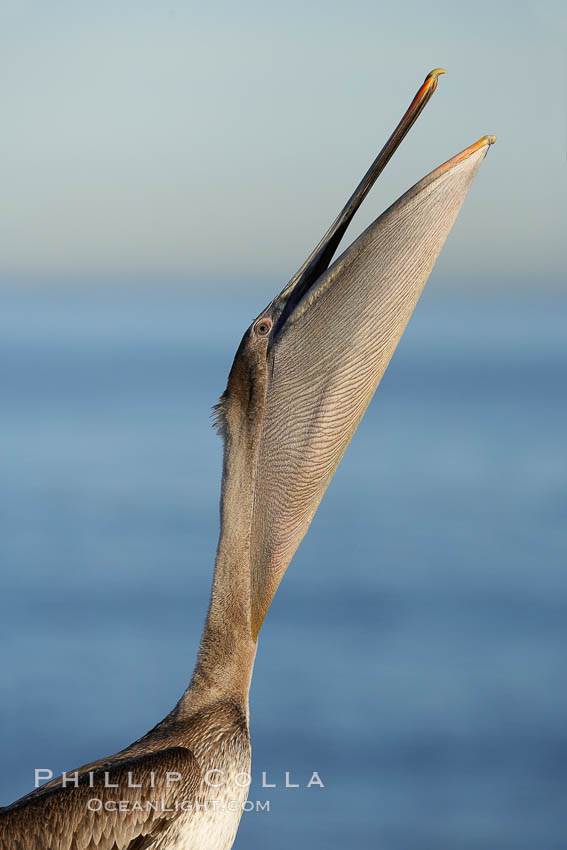 Brown pelican head throw, winter plumage, showing bright red gular pouch and dark brown hindneck plumage of breeding adults. During a bill throw, the pelican arches its neck back, lifting its large bill upward and stretching its throat pouch, Pelecanus occidentalis, Pelecanus occidentalis californicus, La Jolla, California