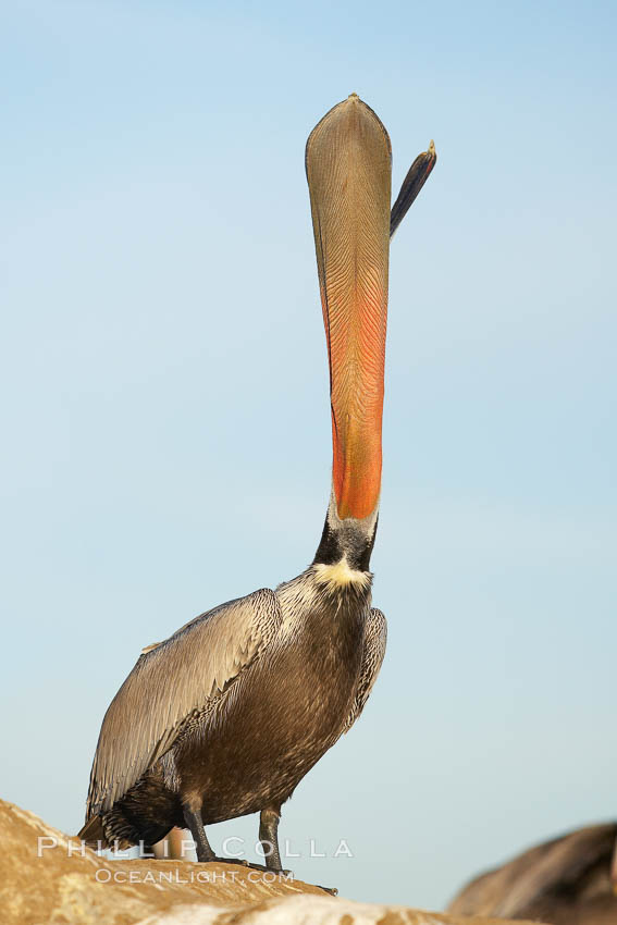 Brown pelican head throw, winter plumage, showing bright red gular pouch and dark brown hindneck plumage of breeding adults.  During a bill throw, the pelican arches its neck back, lifting its large bill upward and stretching its throat pouch. La Jolla, California, USA, Pelecanus occidentalis, Pelecanus occidentalis californicus, natural history stock photograph, photo id 20196