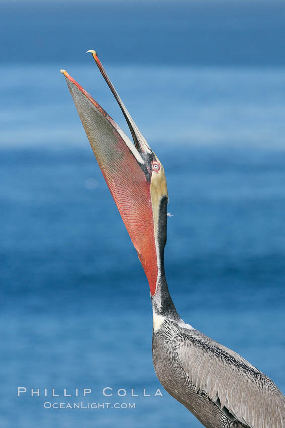 Brown pelican head throw, winter plumage, showing bright red gular pouch and dark brown hindneck plumage of breeding adults. During a bill throw, the pelican arches its neck back, lifting its large bill upward and stretching its throat pouch, Pelecanus occidentalis, Pelecanus occidentalis californicus, La Jolla, California