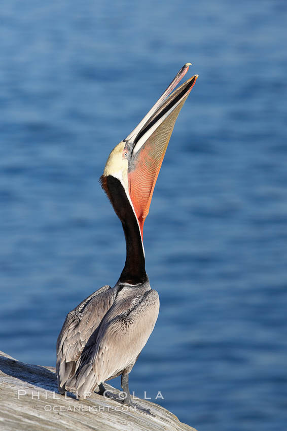 Brown pelican head throw.  During a bill throw, the pelican arches its neck back, lifting its large bill upward and stretching its throat pouch. La Jolla, California, USA, Pelecanus occidentalis, Pelecanus occidentalis californicus, natural history stock photograph, photo id 20292