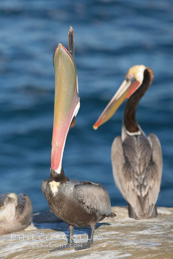 Brown pelican stretches its throat with a head throw. California race with winter mating plumage. La Jolla, USA, Pelecanus occidentalis, Pelecanus occidentalis californicus, natural history stock photograph, photo id 18443