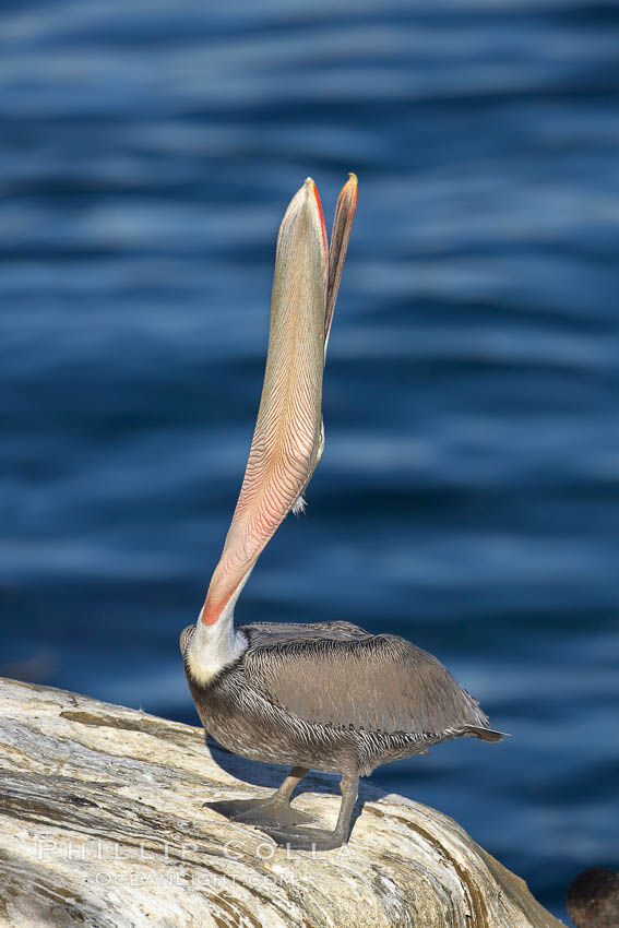 Brown pelican peforming a head throw, in which it raises its long beak toward the sky and stretches its long neck. La Jolla, California, USA, Pelecanus occidentalis, Pelecanus occidentalis californicus, natural history stock photograph, photo id 19951