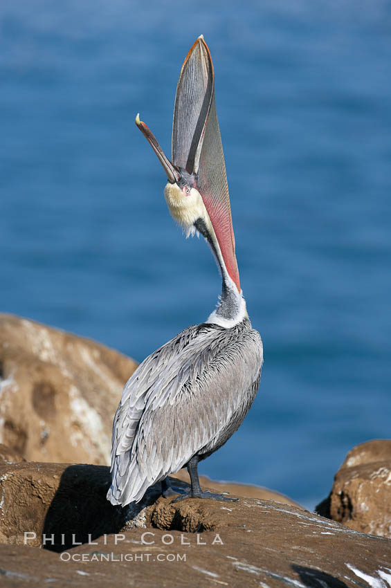 Brown pelican head throw, winter plumage, showing bright red gular pouch and dark brown hindneck plumage of breeding adults.  During a bill throw, the pelican arches its neck back, lifting its large bill upward and stretching its throat pouch. La Jolla, California, USA, Pelecanus occidentalis, Pelecanus occidentalis californicus, natural history stock photograph, photo id 20147