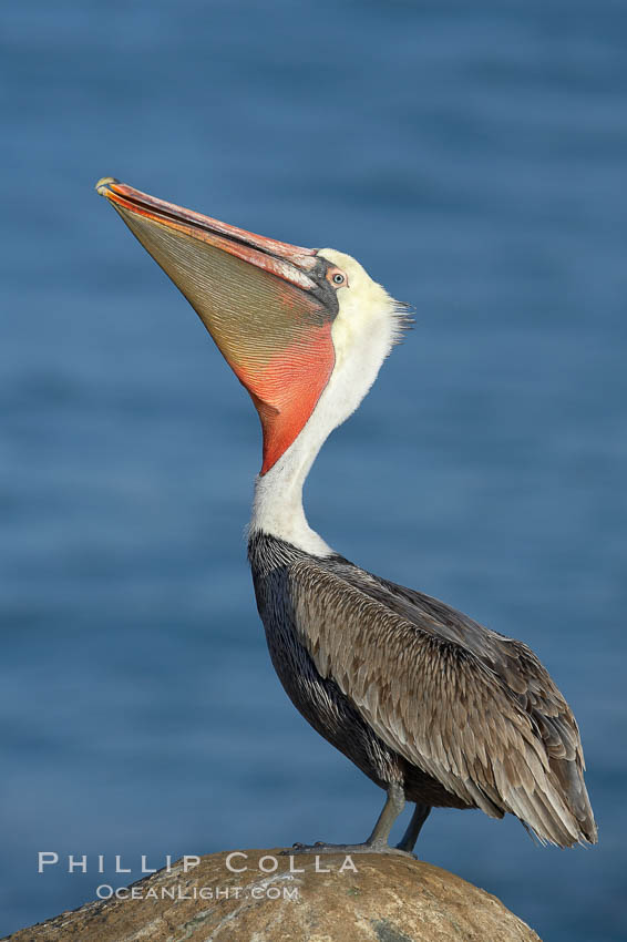 Brown pelican raising its bill in a head throw to stretch is throat. Winter plumage, non-mating coloration, Pelecanus occidentalis, Pelecanus occidentalis californicus, La Jolla, California