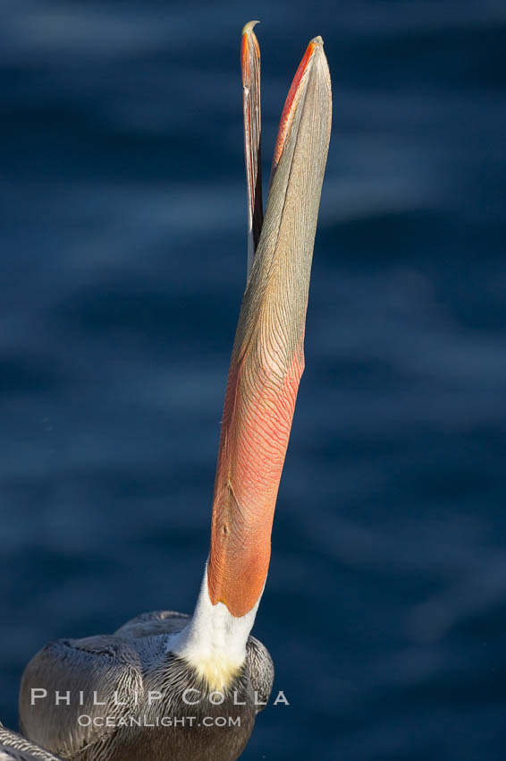 Brown pelican peforming a head throw, in which it raises its long beak toward the sky and stretches its long neck. La Jolla, California, USA, Pelecanus occidentalis, Pelecanus occidentalis californicus, natural history stock photograph, photo id 19953