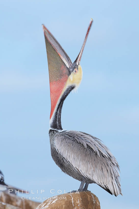 Brown pelican head throw, blurred due to long exposure before sunrise. During a bill throw, the pelican arches its neck back, lifting its large bill upward and stretching its throat pouch, Pelecanus occidentalis, Pelecanus occidentalis californicus, La Jolla, California