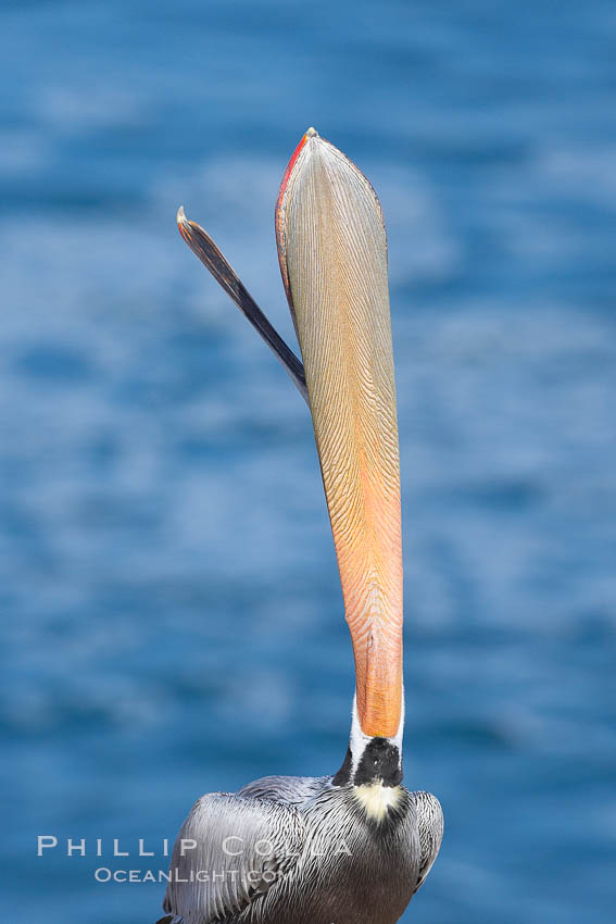 Brown pelican head throw, winter plumage, showing bright red gular pouch and dark brown hindneck plumage of breeding adults.  During a bill throw, the pelican arches its neck back, lifting its large bill upward and stretching its throat pouch. La Jolla, California, USA, Pelecanus occidentalis, Pelecanus occidentalis californicus, natural history stock photograph, photo id 20149