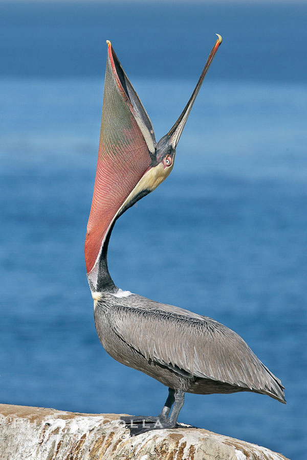 Brown pelican head throw, winter plumage, showing bright red gular pouch and dark brown hindneck plumage of breeding adults.  During a bill throw, the pelican arches its neck back, lifting its large bill upward and stretching its throat pouch., Pelecanus occidentalis, Pelecanus occidentalis californicus, natural history stock photograph, photo id 20205