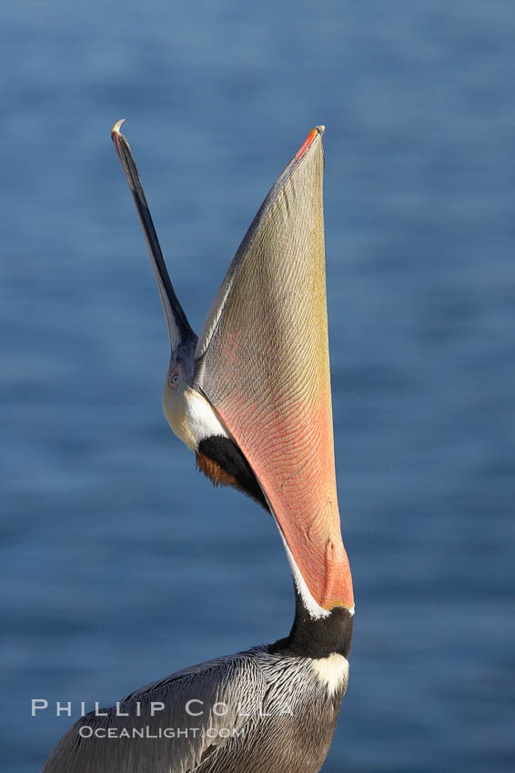 Brown pelican head throw.  During a bill throw, the pelican arches its neck back, lifting its large bill upward and stretching its throat pouch. La Jolla, California, USA, Pelecanus occidentalis, Pelecanus occidentalis californicus, natural history stock photograph, photo id 20289