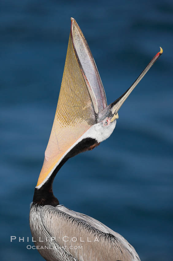 Brown pelican head throw.  During a bill throw, the pelican arches its neck back, lifting its large bill upward and stretching its throat pouch, Pelecanus occidentalis, Pelecanus occidentalis californicus, La Jolla, California