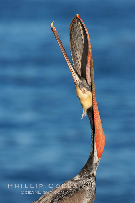 Brown pelican head throw.  During a bill throw, the pelican arches its neck back, lifting its large bill upward and stretching its throat pouch. La Jolla, California, USA, Pelecanus occidentalis, Pelecanus occidentalis californicus, natural history stock photograph, photo id 18050