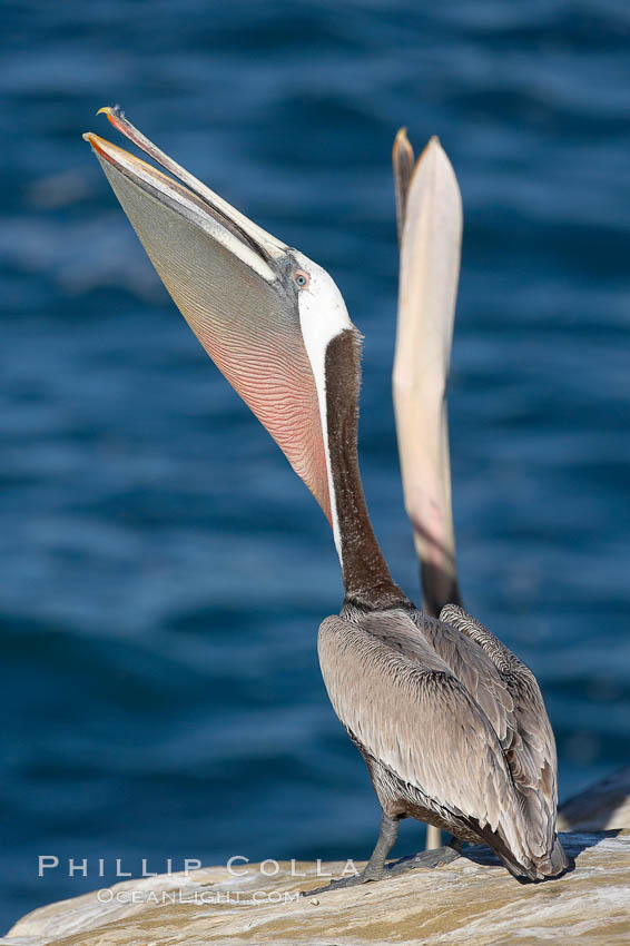 Two California brown pelicans stretch their throats with simultaneous head throws. California race with winter mating plumage. La Jolla, USA, Pelecanus occidentalis, Pelecanus occidentalis californicus, natural history stock photograph, photo id 18434