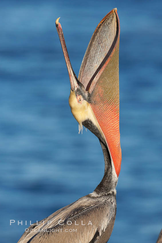 Brown pelican head throw.  During a bill throw, the pelican arches its neck back, lifting its large bill upward and stretching its throat pouch, Pelecanus occidentalis, Pelecanus occidentalis californicus, La Jolla, California