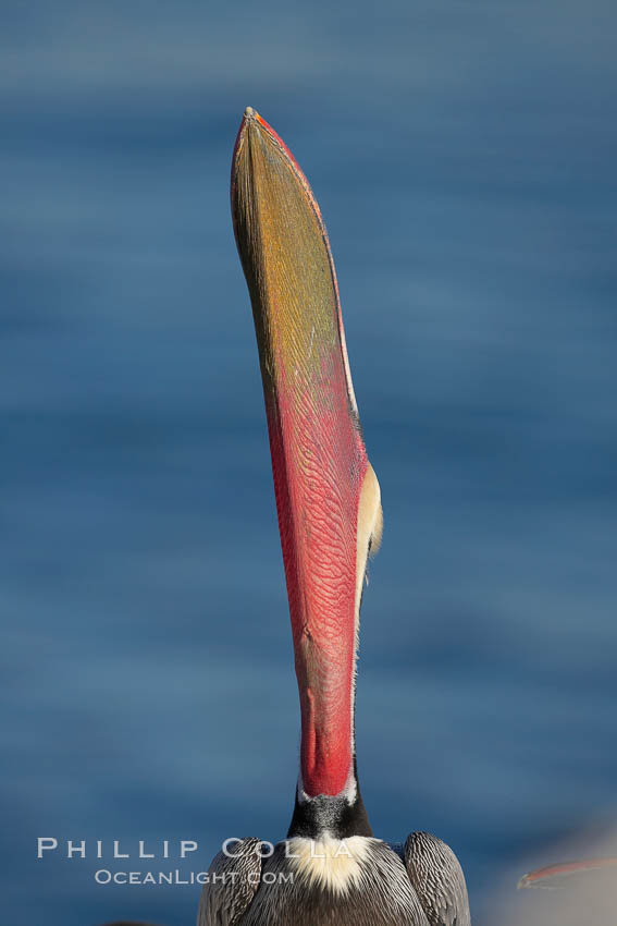 Brown pelican head throw.  During a bill throw, the pelican arches its neck back, lifting its large bill upward and stretching its throat pouch. La Jolla, California, USA, Pelecanus occidentalis, Pelecanus occidentalis californicus, natural history stock photograph, photo id 18216