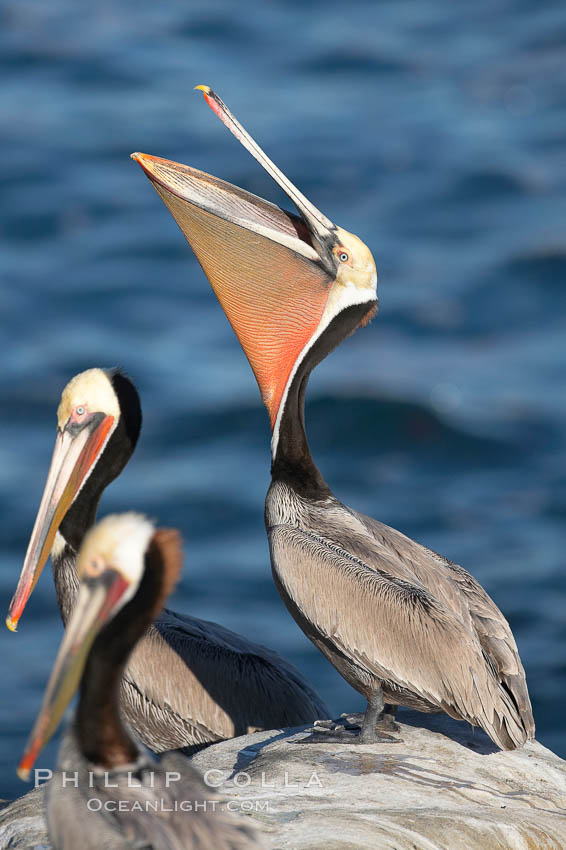 Brown pelican stretches its throat with a head throw. California race with winter mating plumage. La Jolla, USA, Pelecanus occidentalis, Pelecanus occidentalis californicus, natural history stock photograph, photo id 18436
