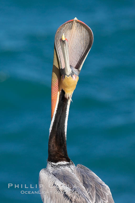 Brown pelican head throw. During a bill throw, the pelican arches its neck back, lifting its large bill upward and stretching its throat pouch, Pelecanus occidentalis, Pelecanus occidentalis californicus, La Jolla, California