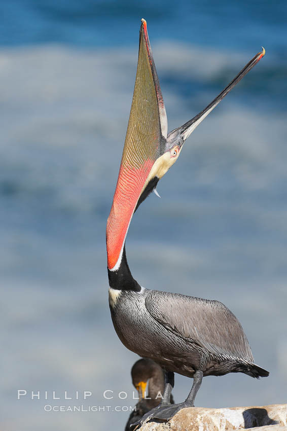 Brown pelican head throw.  During a bill throw, the pelican arches its neck back, lifting its large bill upward and stretching its throat pouch. La Jolla, California, USA, Pelecanus occidentalis, Pelecanus occidentalis californicus, natural history stock photograph, photo id 15223