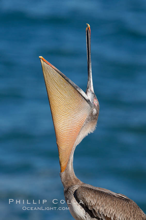 Brown pelican head throw.  During a bill throw, the pelican arches its neck back, lifting its large bill upward and stretching its throat pouch. La Jolla, California, USA, Pelecanus occidentalis, Pelecanus occidentalis californicus, natural history stock photograph, photo id 15243