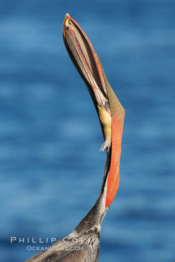 Brown pelican head throw.  During a bill throw, the pelican arches its neck back, lifting its large bill upward and stretching its throat pouch. La Jolla, California, USA, Pelecanus occidentalis, Pelecanus occidentalis californicus, natural history stock photograph, photo id 18055