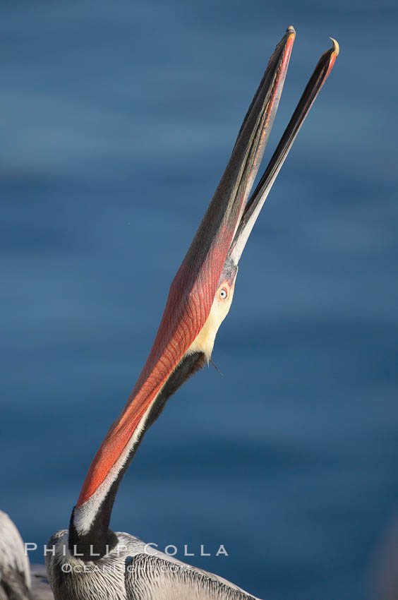 Brown pelican head throw.  During a bill throw, the pelican arches its neck back, lifting its large bill upward and stretching its throat pouch. La Jolla, California, USA, Pelecanus occidentalis, Pelecanus occidentalis californicus, natural history stock photograph, photo id 18215