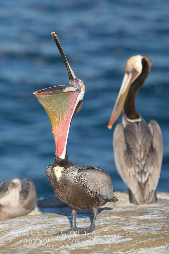 Brown pelican stretches its throat with a head throw. California race with winter mating plumage. La Jolla, USA, Pelecanus occidentalis, Pelecanus occidentalis californicus, natural history stock photograph, photo id 18435
