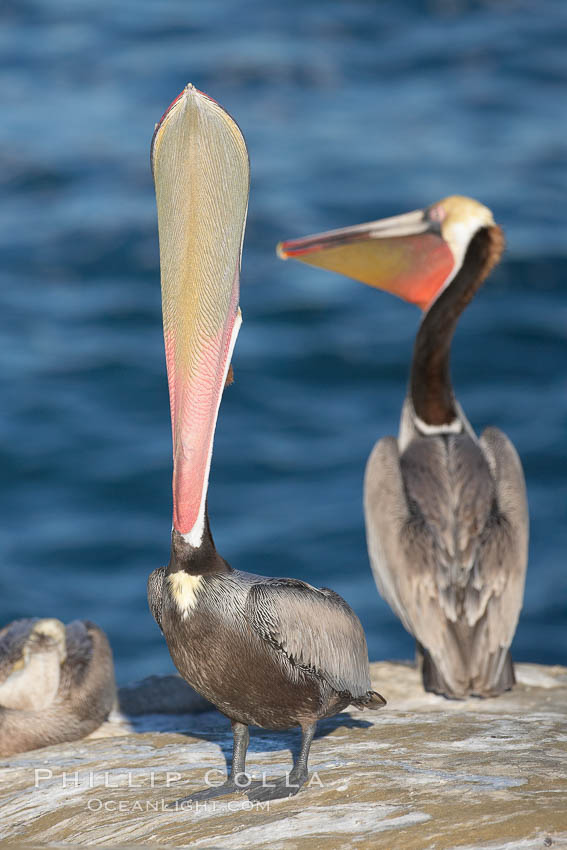 Brown pelican stretches its throat with a head throw. California race with winter mating plumage. La Jolla, USA, Pelecanus occidentalis, Pelecanus occidentalis californicus, natural history stock photograph, photo id 18439