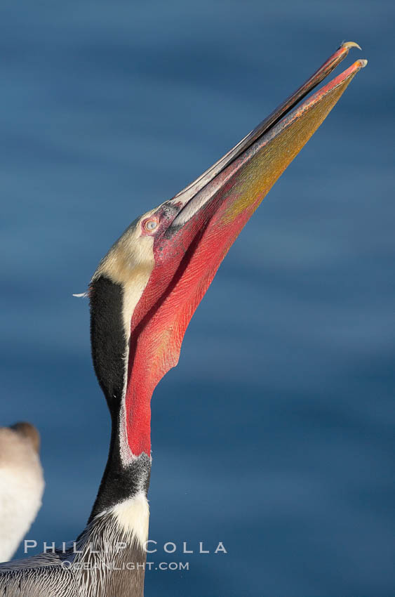 Brown pelican head throw, showing bright red gular pouch and breeding plumage.  During a bill throw, the pelican arches its neck back, lifting its large bill upward and stretching its throat pouch. La Jolla, California, USA, Pelecanus occidentalis, Pelecanus occidentalis californicus, natural history stock photograph, photo id 18217