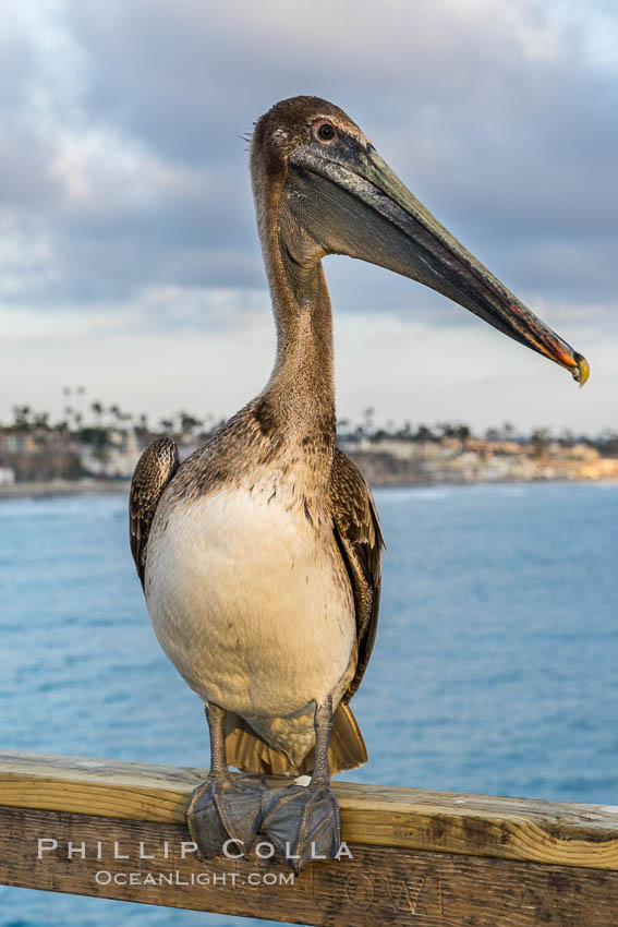 Pelican, Oceanside Pier. California, USA, natural history stock photograph, photo id 29128