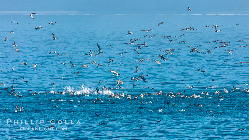 California brown pelicans and gulls feeding on large bait ball, diving in the ocean to catch small fishes., Pelecanus occidentalis, Pelecanus occidentalis californicus, natural history stock photograph, photo id 36695