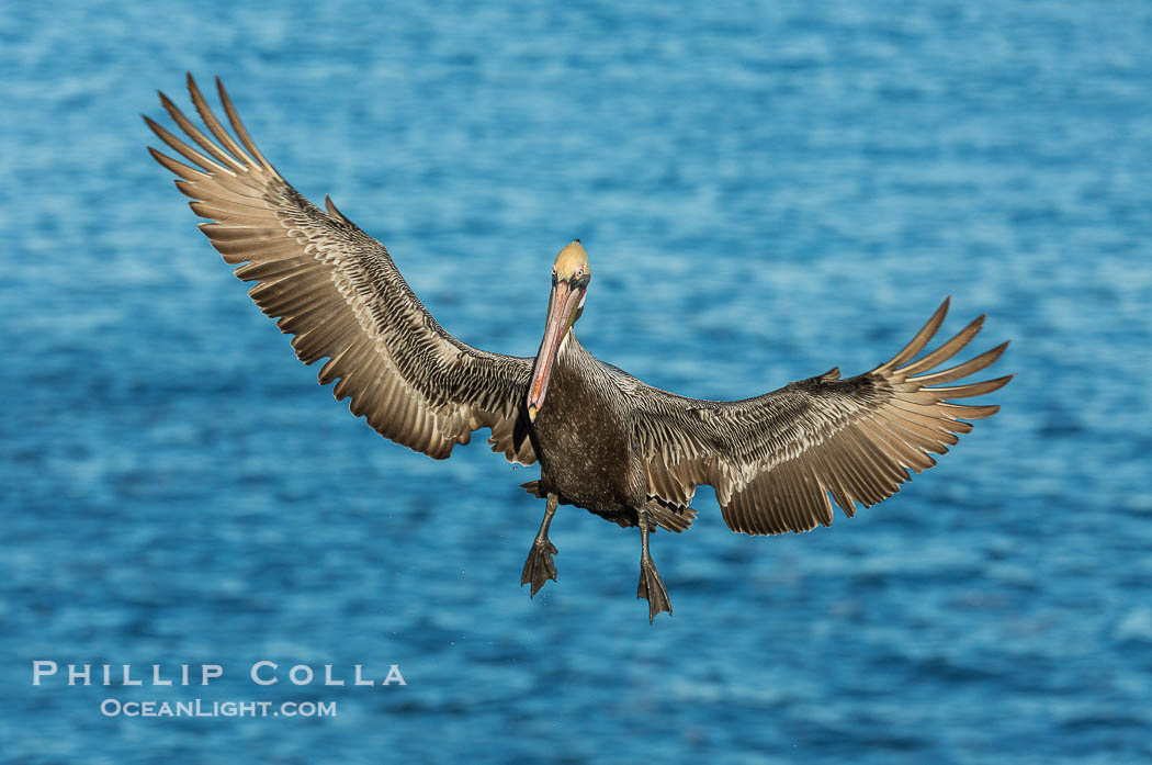 Brown pelican in flight, spreading wings wide to slow in anticipation of landing on seacliffs., Pelecanus occidentalis, Pelecanus occidentalis californicus, natural history stock photograph, photo id 30291