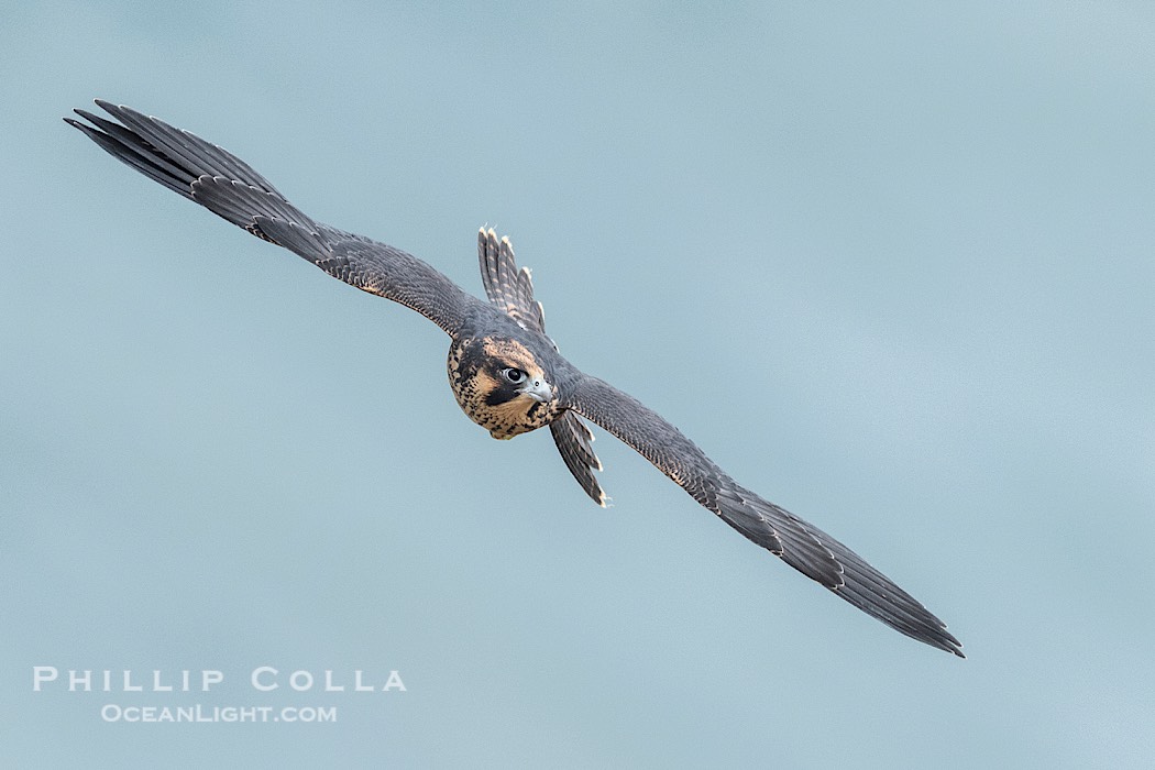 Peregrine Falcon fledgeling mid-air during flight., Falco peregrinus, natural history stock photograph, photo id 41765