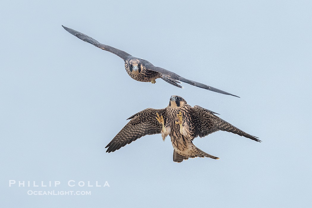 Peregrine Falcon fledgelings jousting in mid-air during flight., Falco peregrinus, natural history stock photograph, photo id 41764