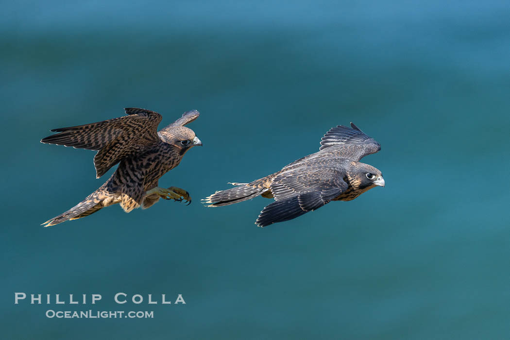 Peregrine Falcon fledglings in flight over Pacific Ocean, Torrey Pines State Natural Reserve. Torrey Pines State Reserve, San Diego, California, USA, Falco peregrinus, natural history stock photograph, photo id 39326