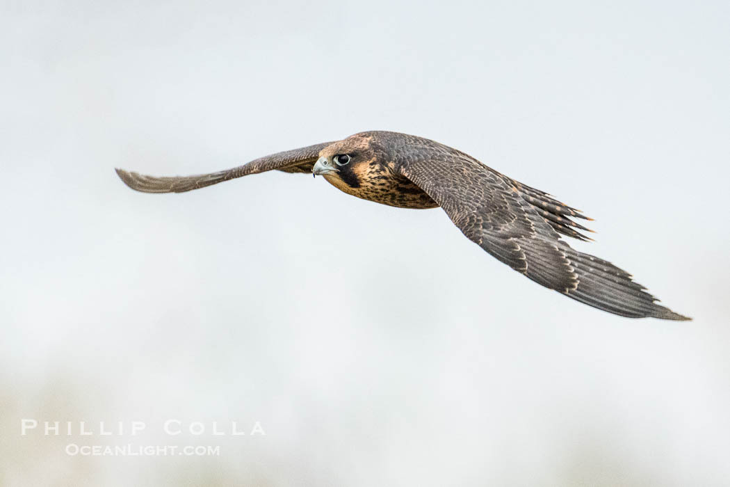 Peregrine Falcon in flight, Torrey Pines State Natural Reserve, Falco peregrinus, Torrey Pines State Reserve, San Diego, California