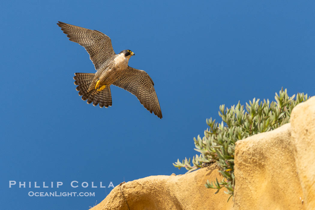 Peregrine Falcon in flight along Torrey Pines sandstone cliffs, Torrey Pines State Natural Reserve. Torrey Pines State Reserve, San Diego, California, USA, Falco peregrinus, natural history stock photograph, photo id 39318