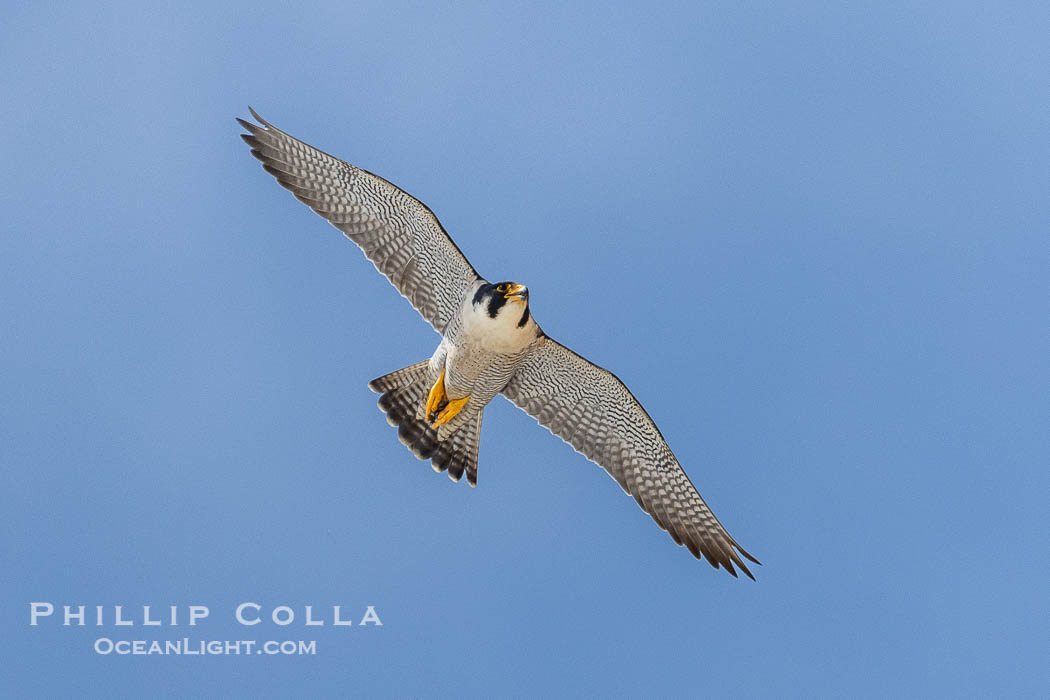Peregrine Falcon in flight along Torrey Pines sandstone cliffs, Torrey Pines State Natural Reserve. Torrey Pines State Reserve, San Diego, California, USA, Falco peregrinus, natural history stock photograph, photo id 39323