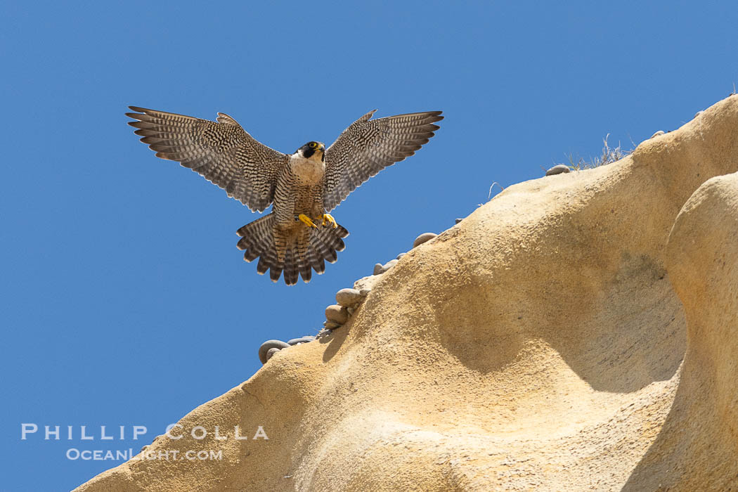 Peregrine Falcon in flight along Torrey Pines sandstone cliffs, Torrey Pines State Natural Reserve. Torrey Pines State Reserve, San Diego, California, USA, Falco peregrinus, natural history stock photograph, photo id 39333