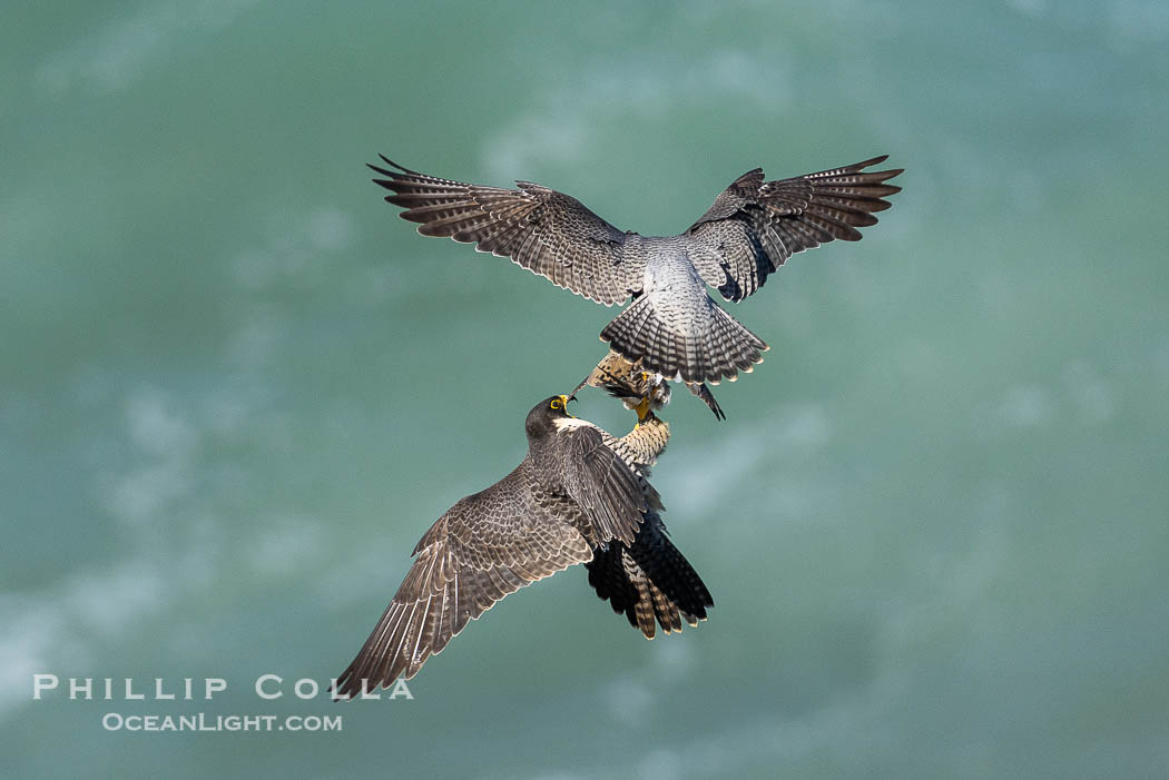 Peregrine Falcon mated pair perform midair food exchange. The male forages for prey and returns to the nest, exchanging the prey in mid air with the female who in turn will feed the young at the nest, Torrey Pines State Natural Reserve., Falco peregrinus, natural history stock photograph, photo id 39331