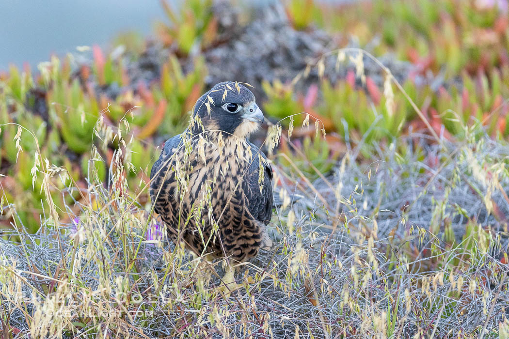 Peregrine Falcon, Torrey Pines State Natural Reserve. Torrey Pines State Reserve, San Diego, California, USA, Falco peregrinus, natural history stock photograph, photo id 39312