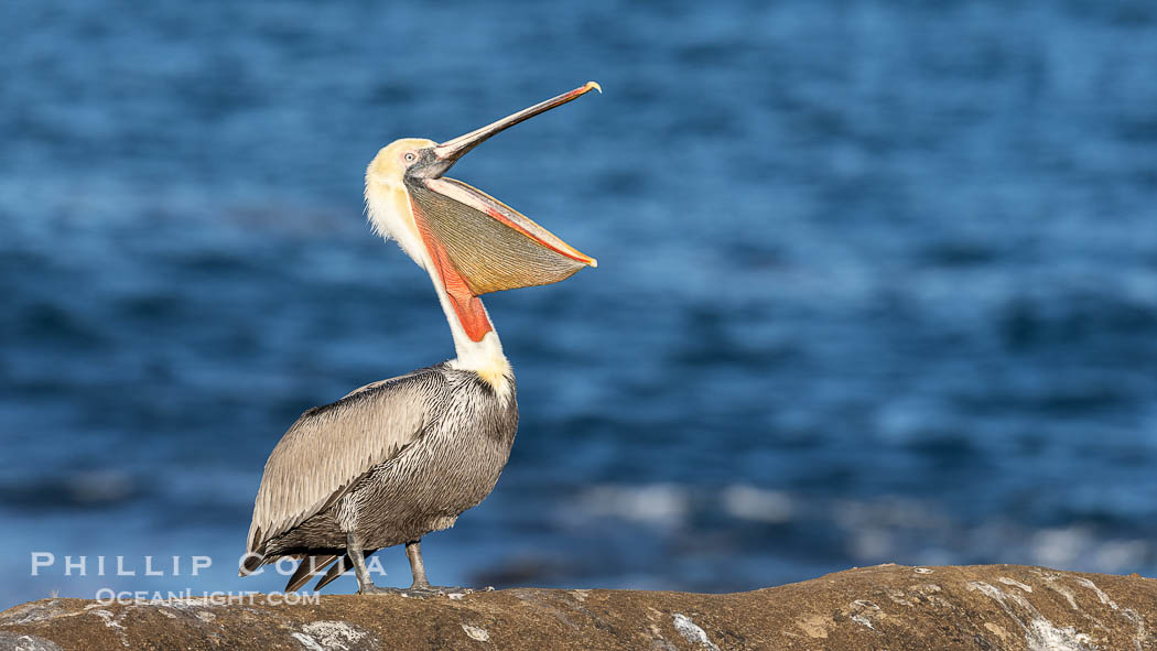 Brown Pelican with open mouth and throat pouch, with Distant Ocean in Background,  stretching its neck and gular pouch, winter adult non-breeding plumage coloration. La Jolla, California, USA, Pelecanus occidentalis, Pelecanus occidentalis californicus, natural history stock photograph, photo id 38934